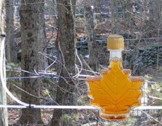 Maple Sap Applications
